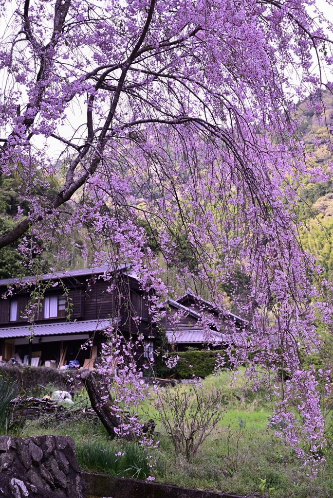 里山の春