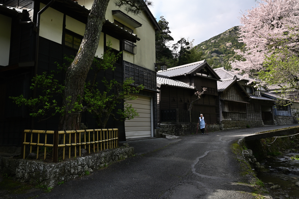 桜の咲く頃