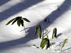 雪・笹