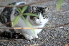 恥ずかしがり屋な猫