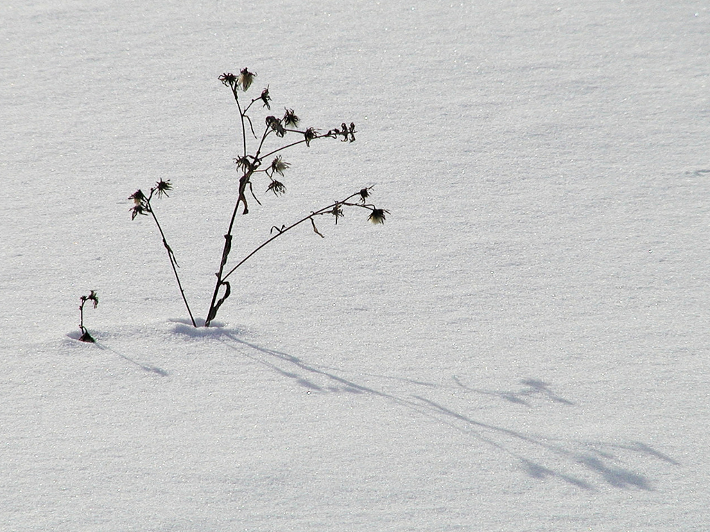 雪と草