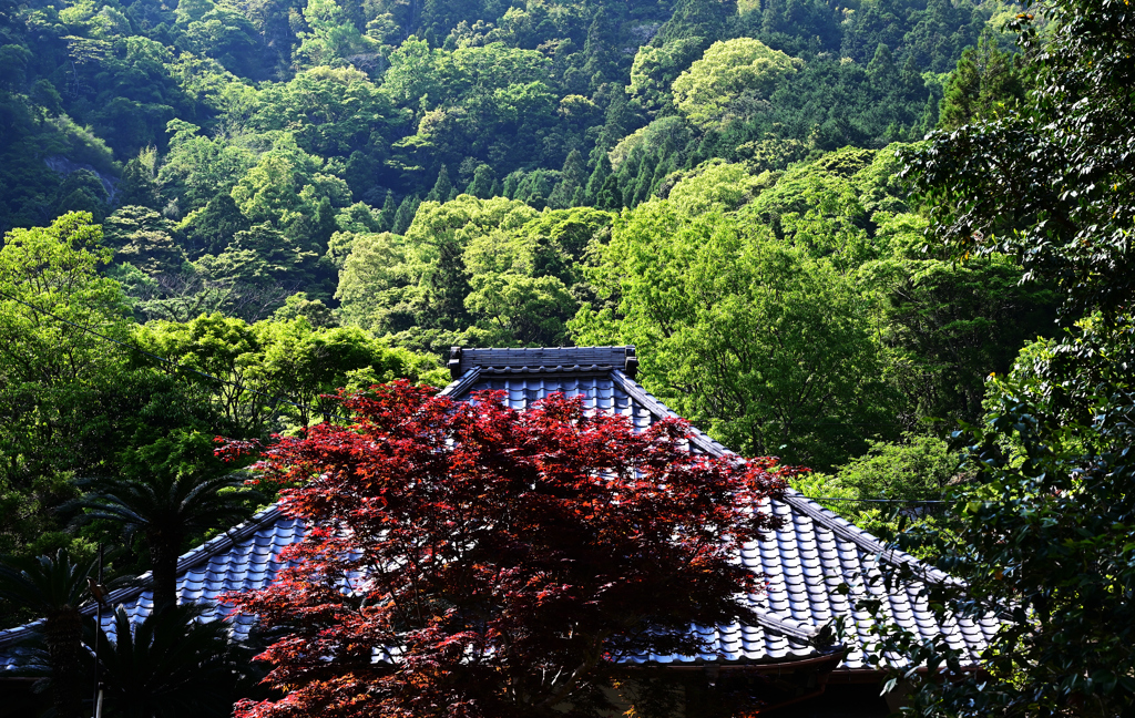新緑の山寺