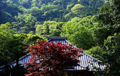 新緑の山寺