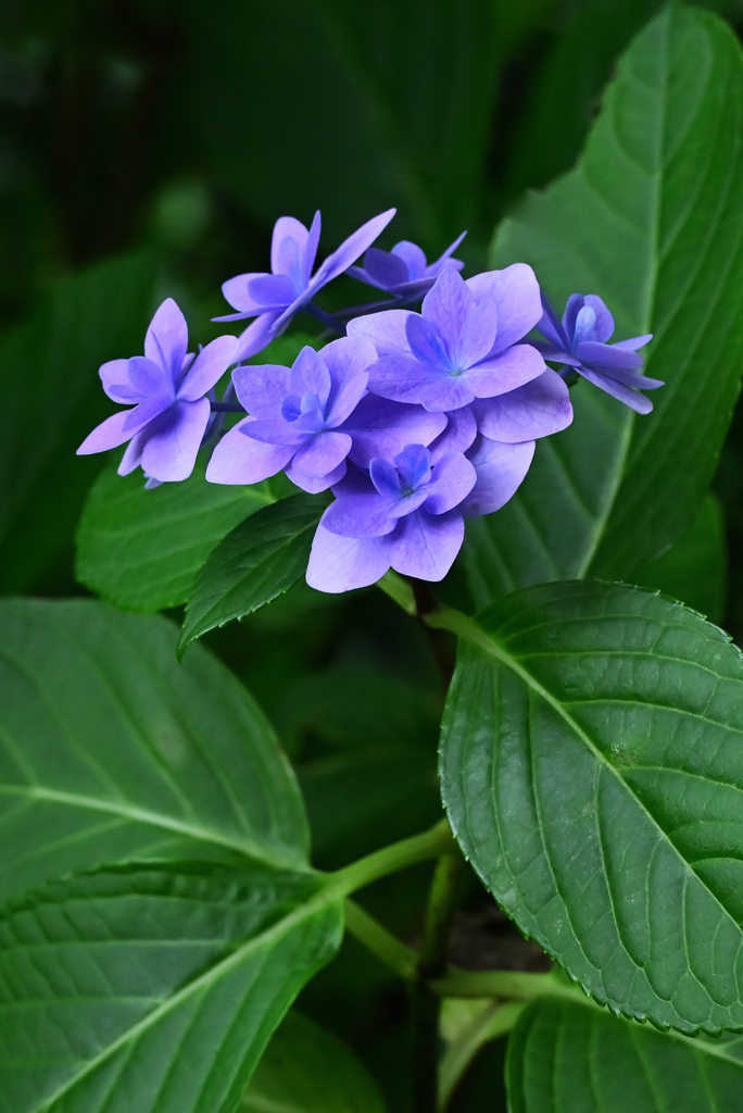 Rainy Season's Colors