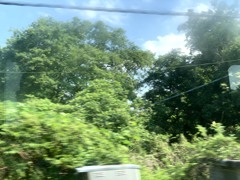 電車から見た緑生い茂る景色