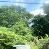 電車から見た緑生い茂る景色