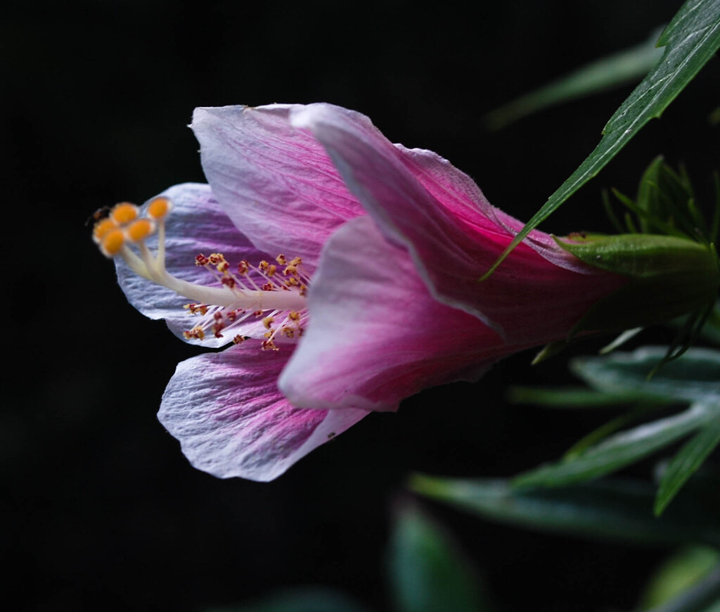 D40