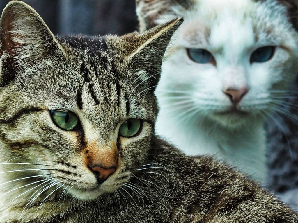 ねこ