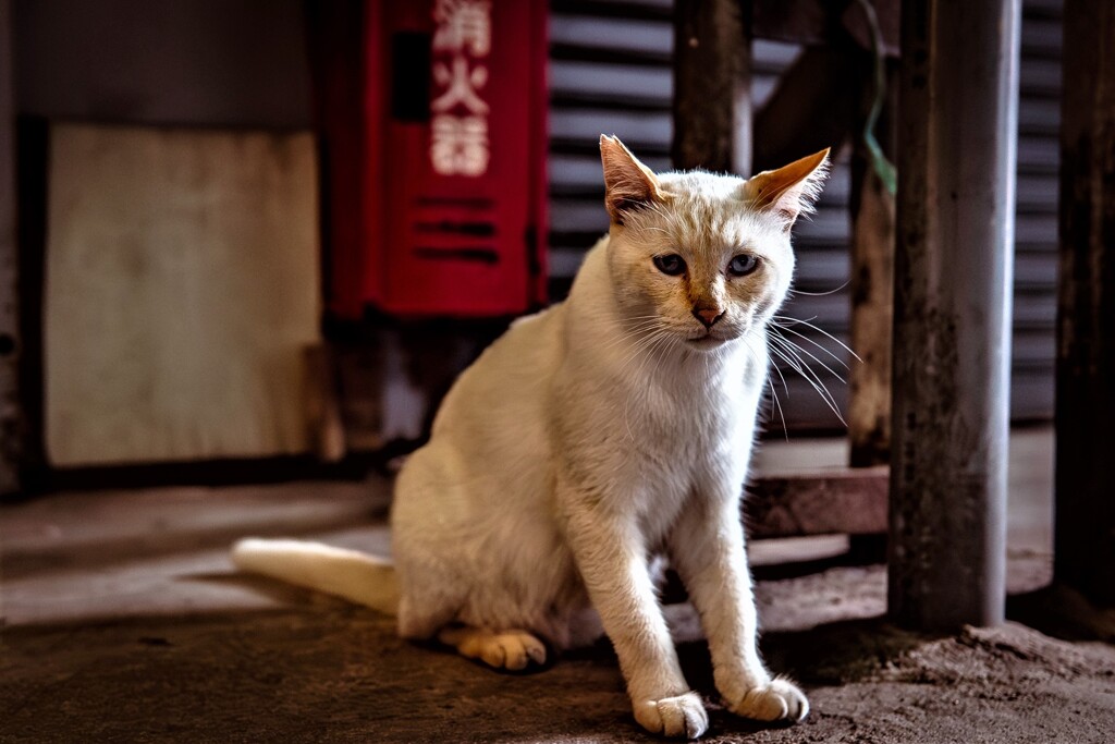 ねこ