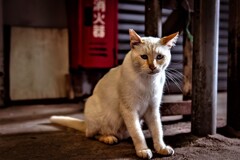 ねこ