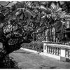 monochrome