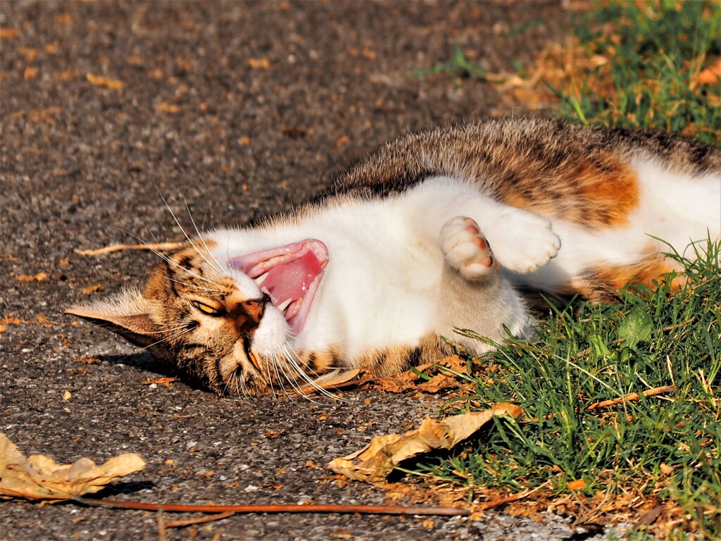 ねこ