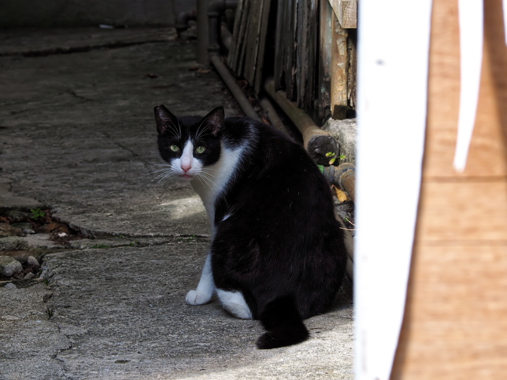 ねこ