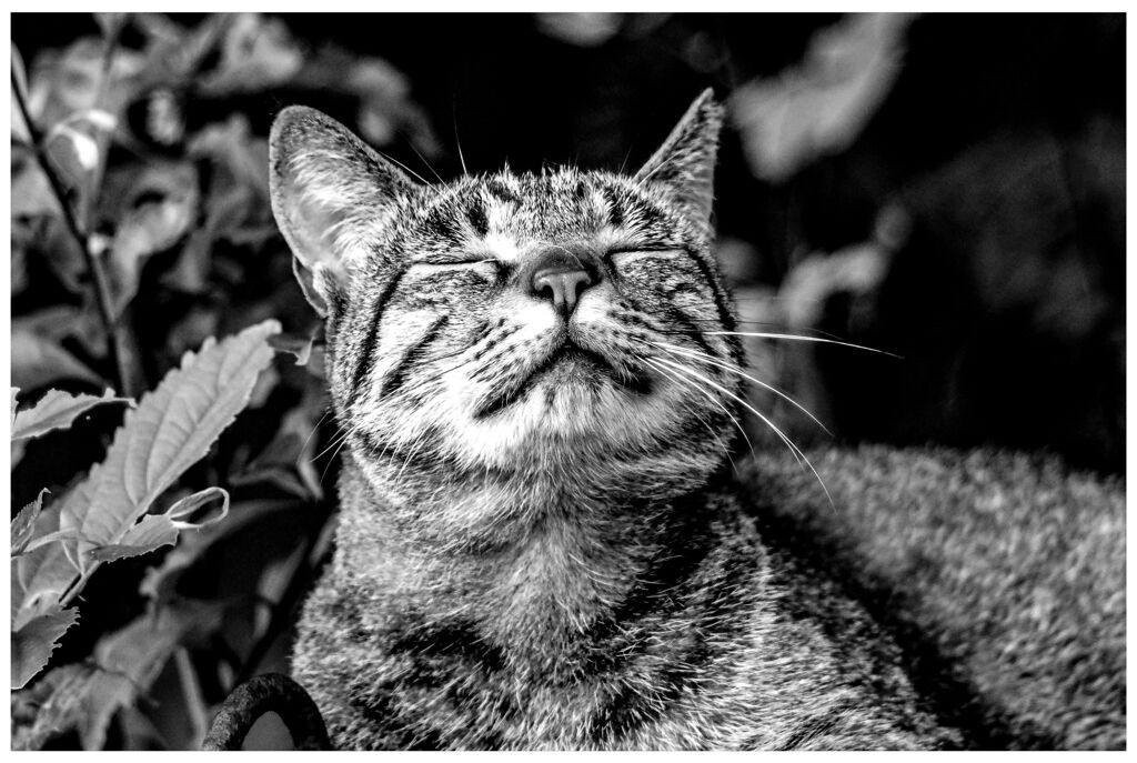 ねこ