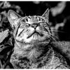 ねこ