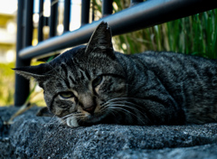 ねこ