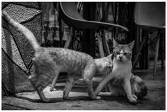 monochrome