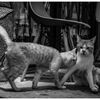 monochrome
