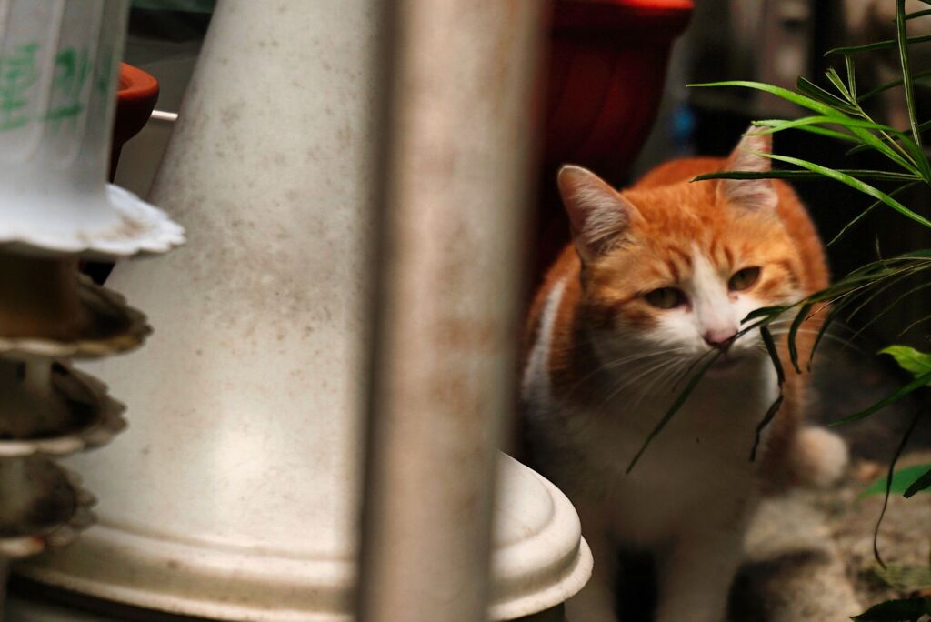 ねこ