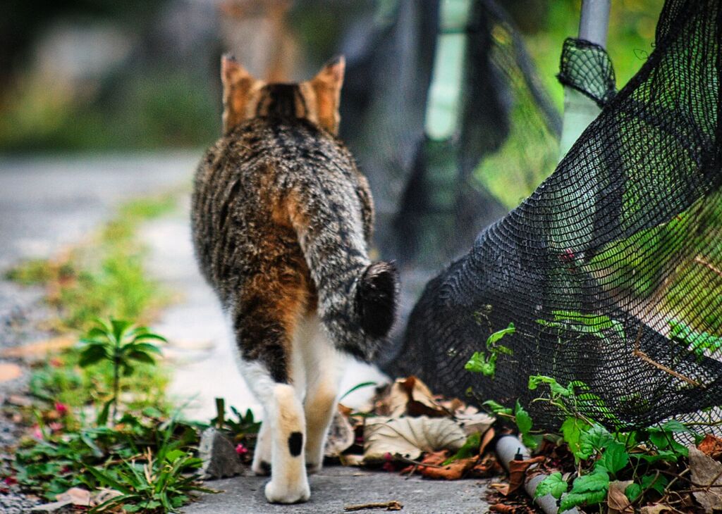 ねこ