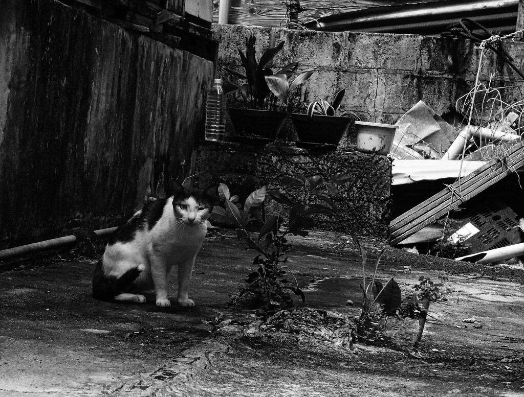 ねこ
