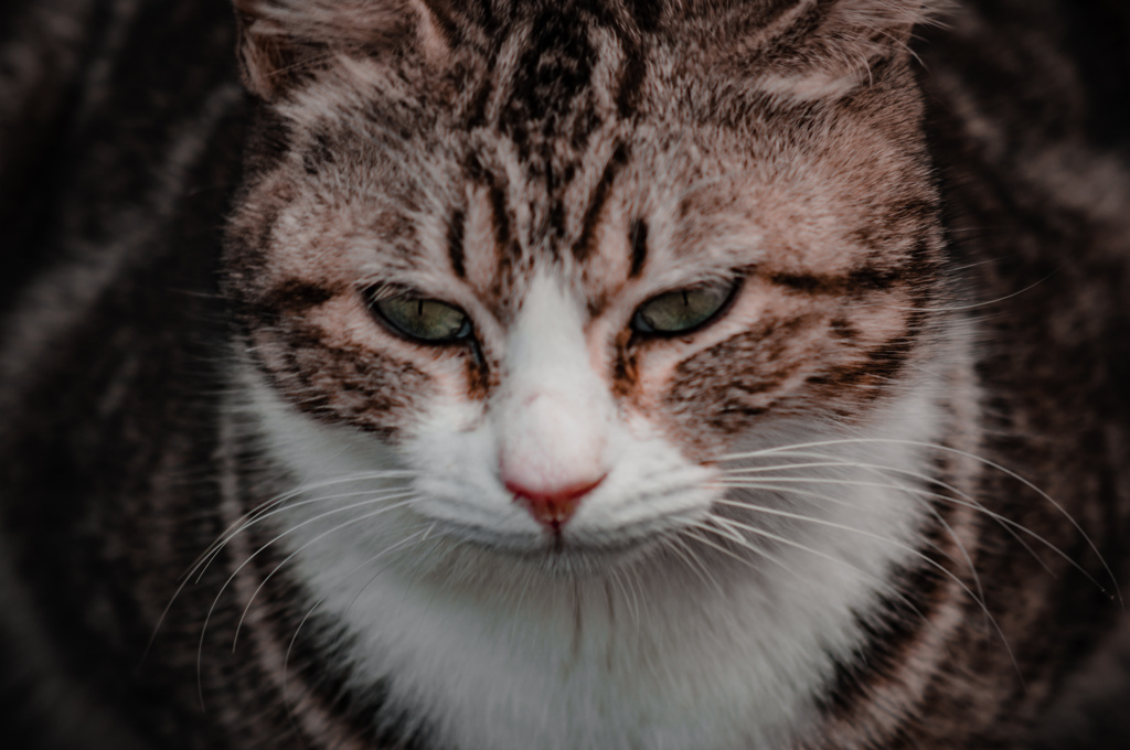 ねこ