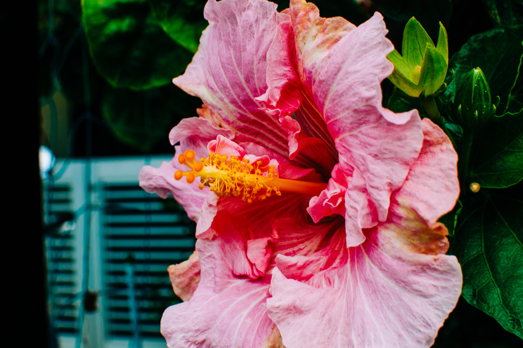 D40　RAW
