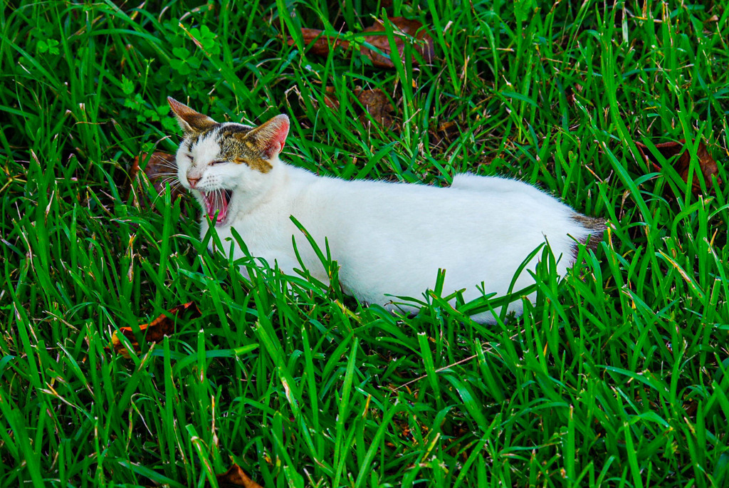 ねこ