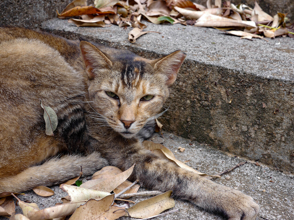 ねこ