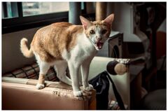 ねこ