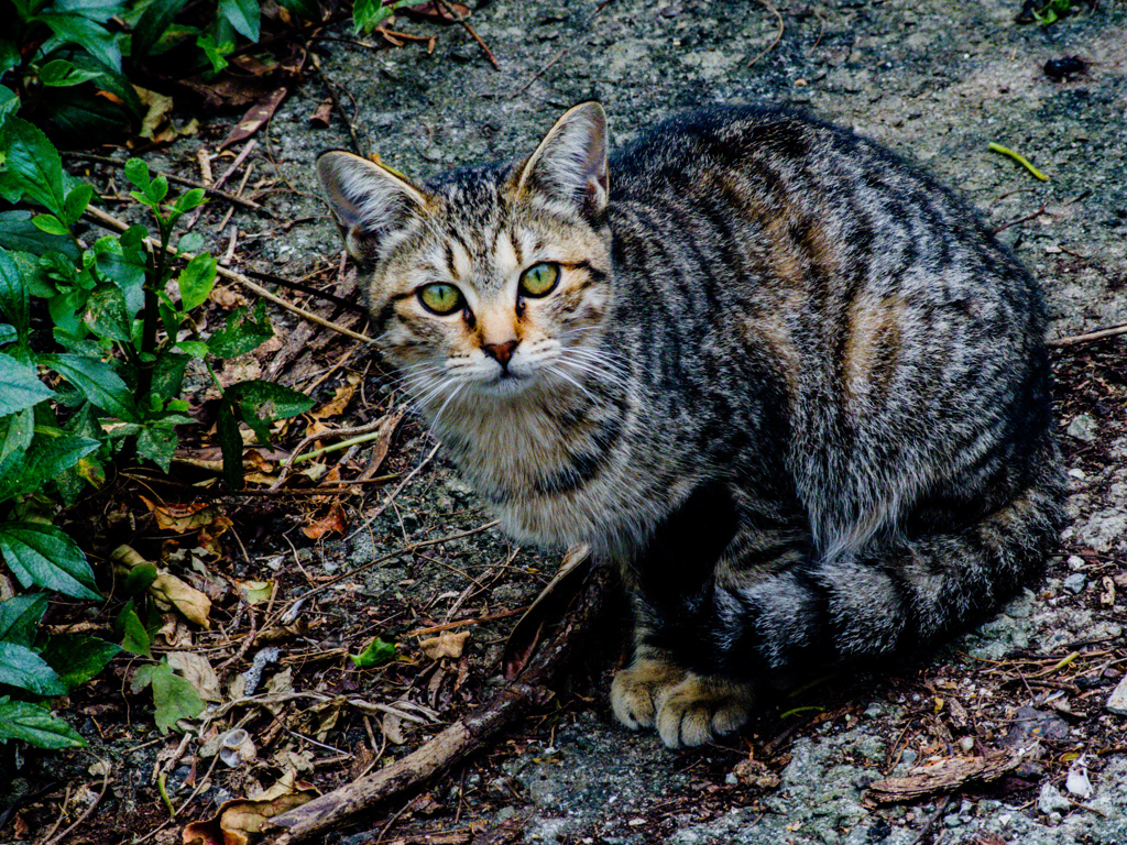 ねこ