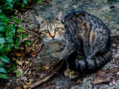 ねこ