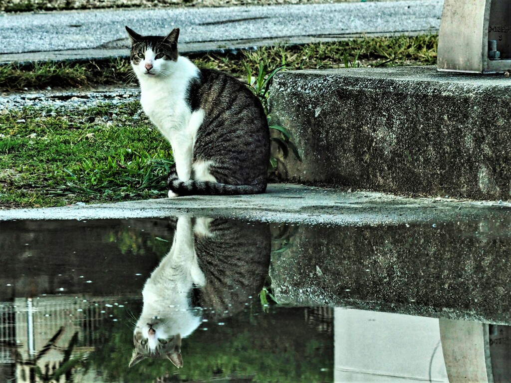 ねこ