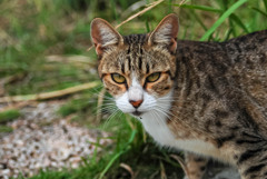 ねこ