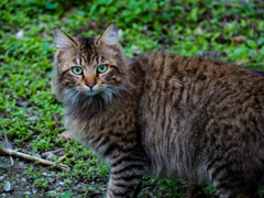 ねこ