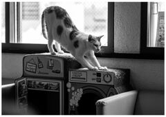 ねこ