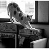 ねこ
