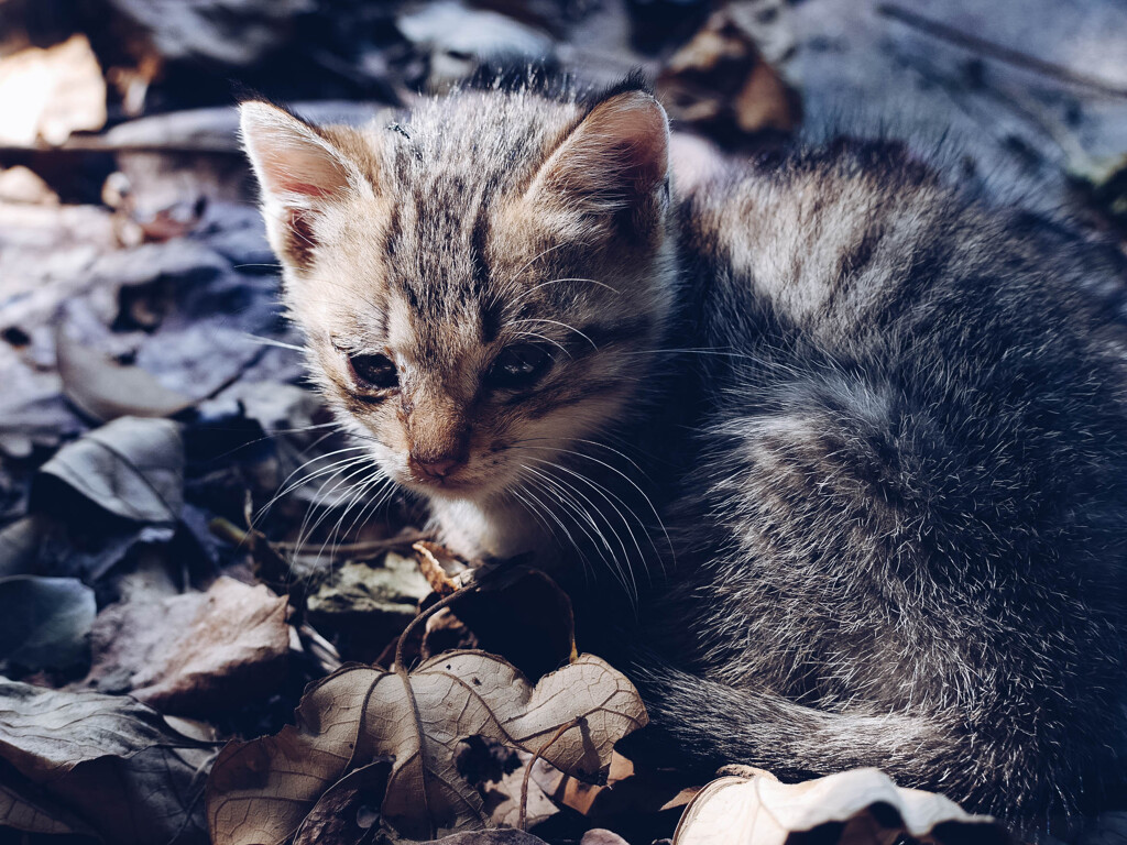 ねこ