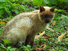 ねこ