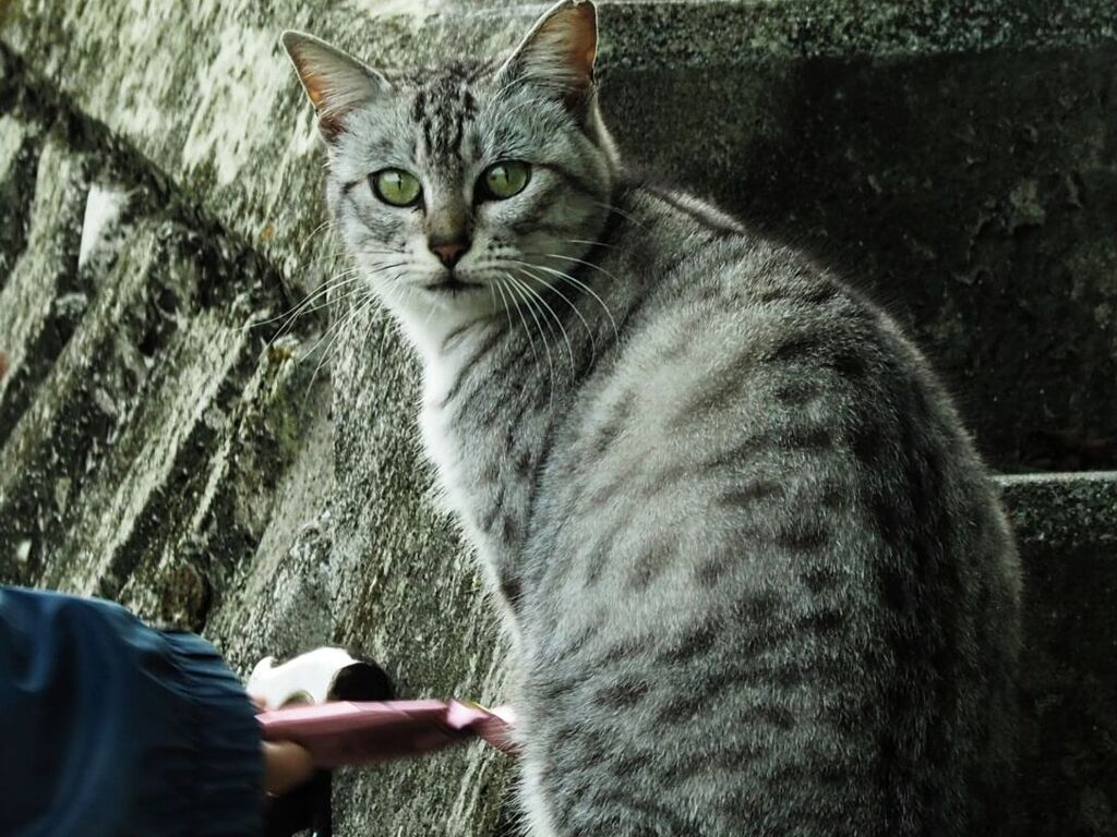 ねこ