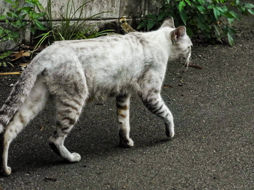 GXRカラー