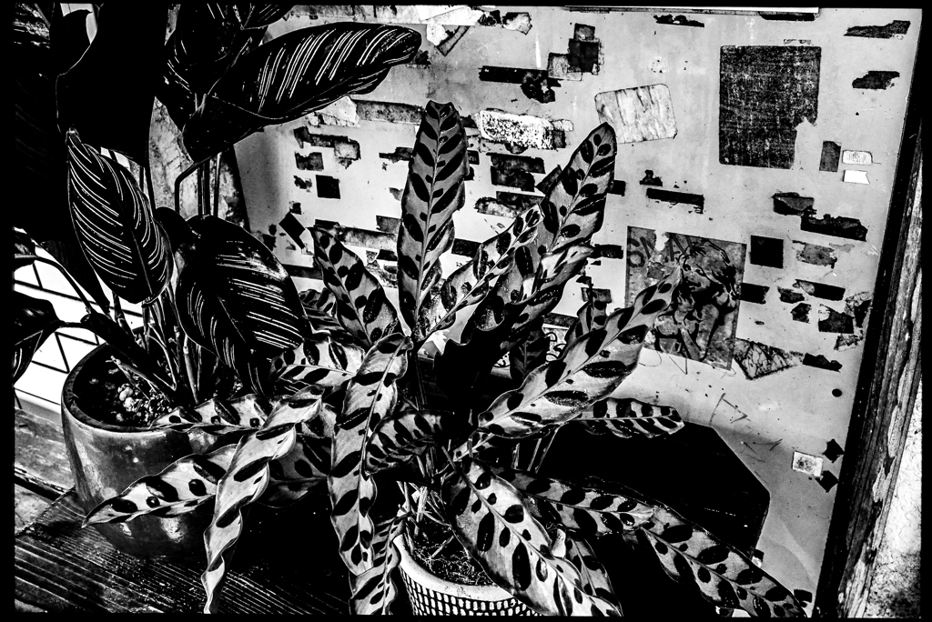 monochrome