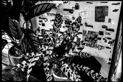 monochrome