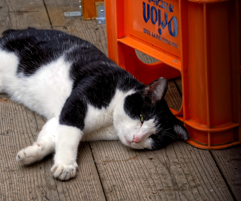 ねこ