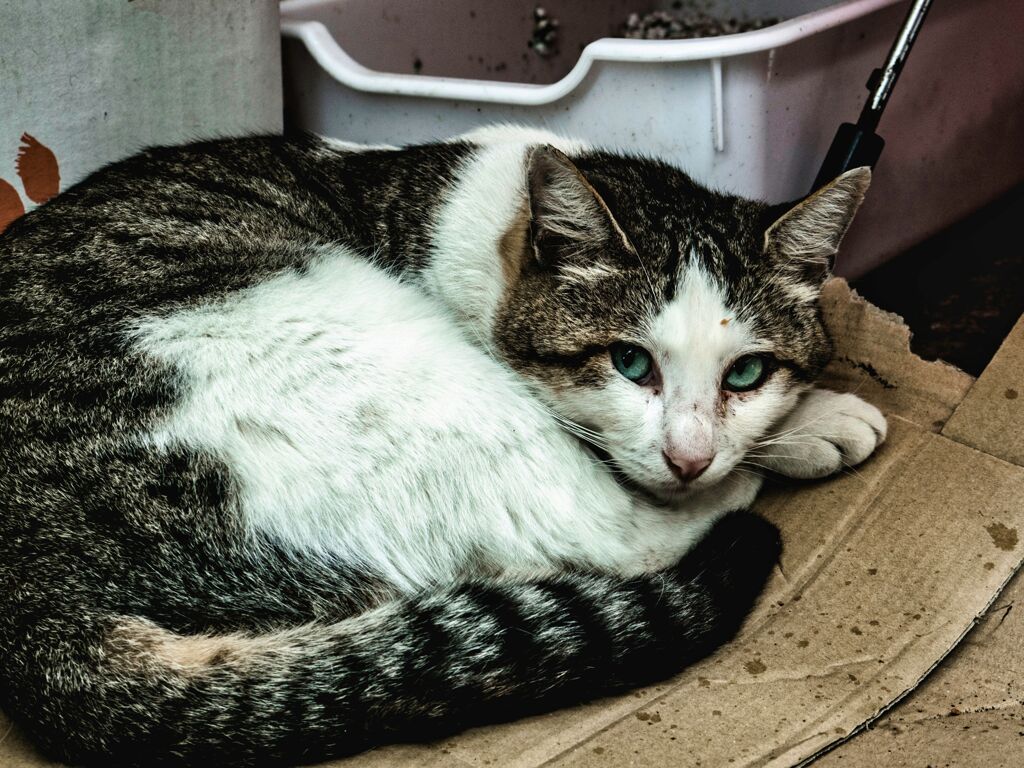 OM-D E-M10