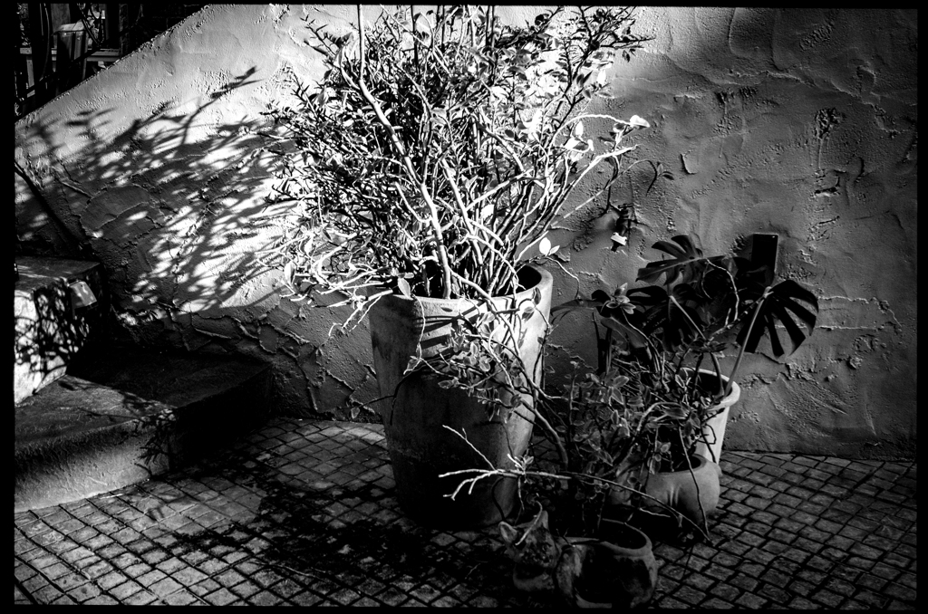 monochrome