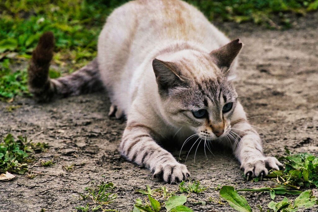 ねこ