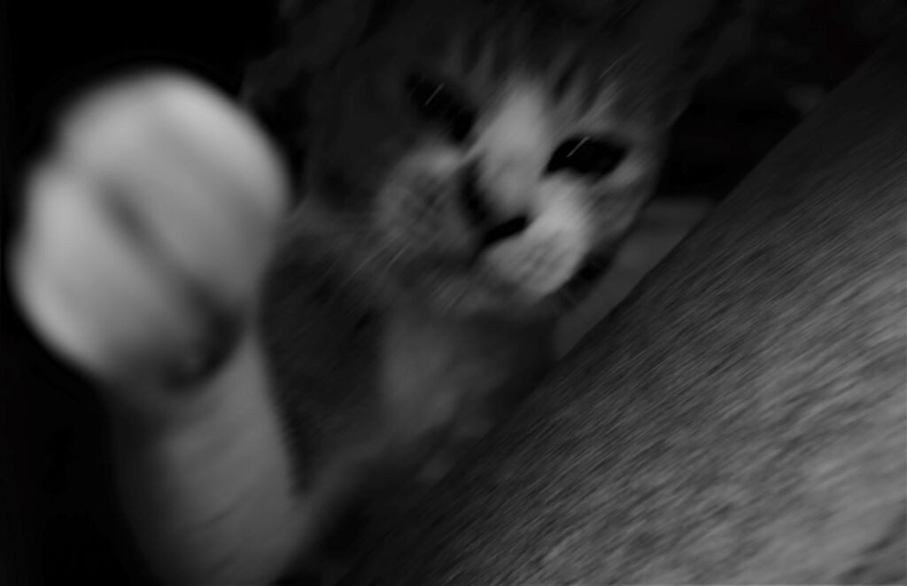 猫パンチ