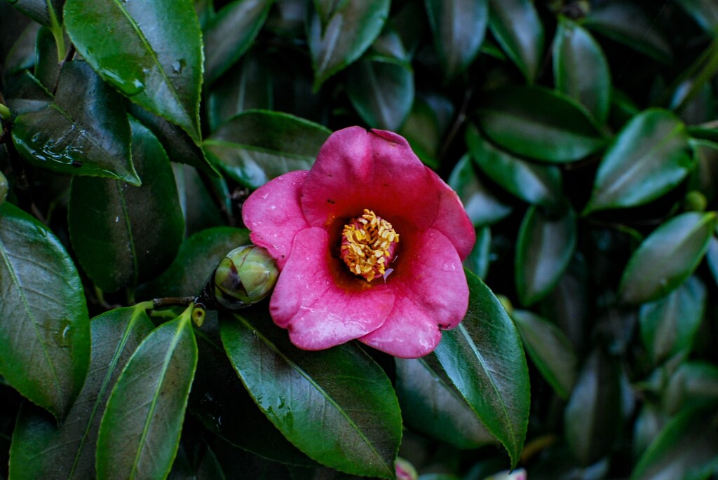 D80