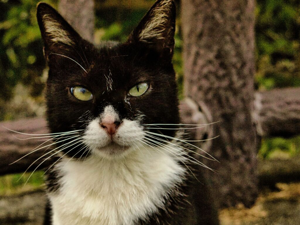 ねこ